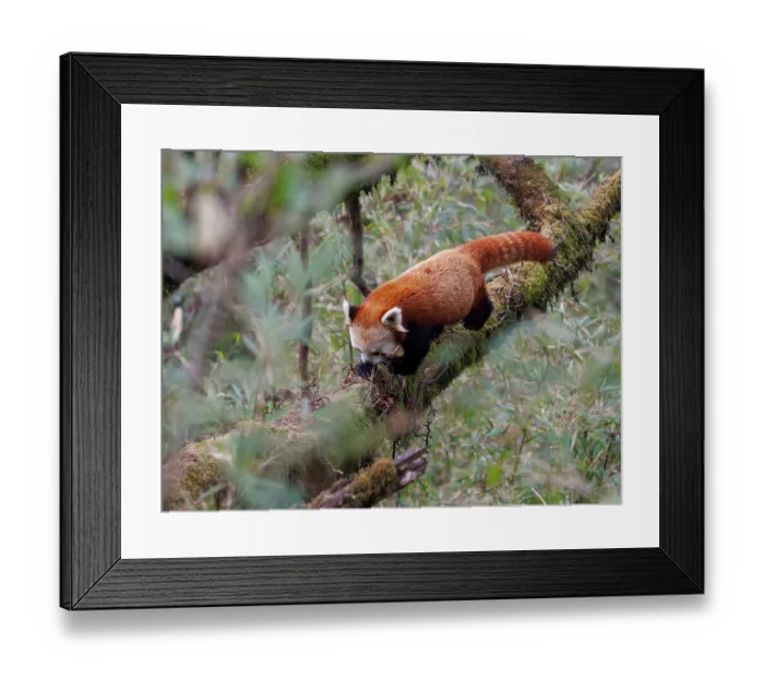 Framed Print : Red panda (Ailurus fulgens) climbing along tree branch, Singalila National Park, Nepal. Endangered Framed Print : Red panda (Ailurus fulgens) climbing along tree branch, Singalila National Park, Nepal. Endangered