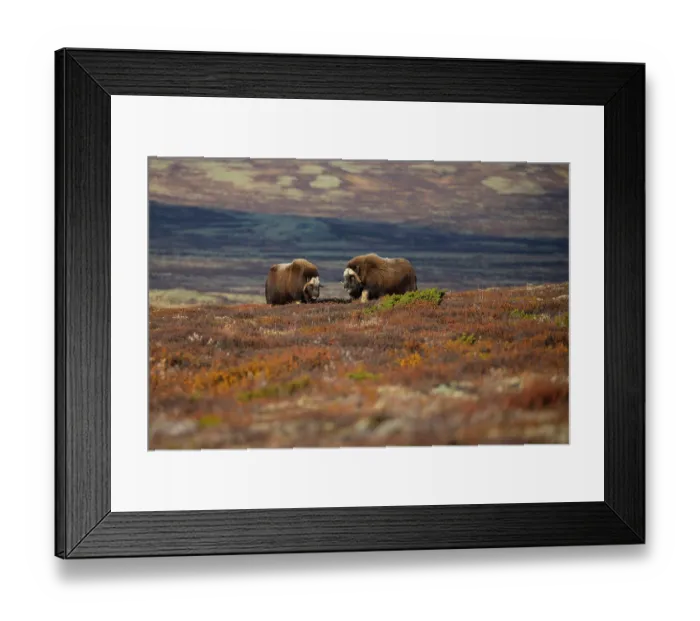 Framed Print : Two Musk ox (Ovibos moschatus) bulls displaying aggression, Dovrefjell-Sunndalsfjella National Park, Norway. September Framed Print : Two Musk ox (Ovibos moschatus) bulls displaying aggression, Dovrefjell-Sunndalsfjella National Park, Norway. September