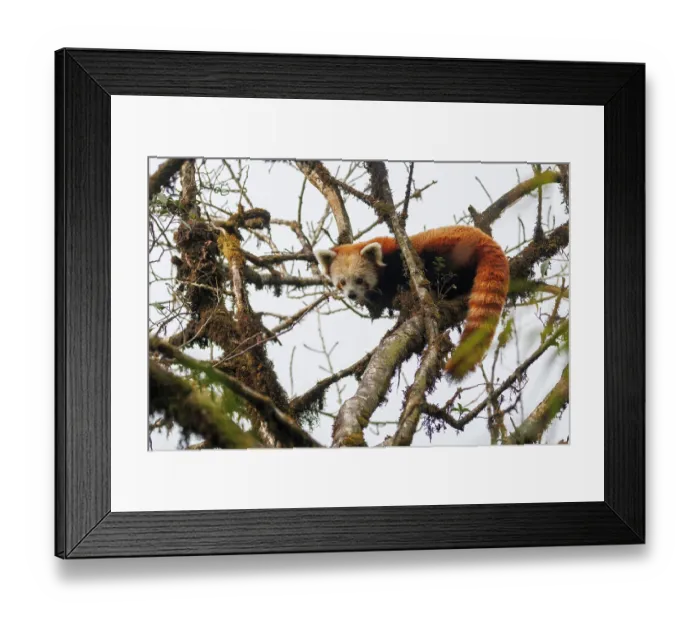 Framed Print : Red panda (Ailurus fulgens) sitting in tree, looking down, Singalila National Park, Nepal. Endangered Framed Print : Red panda (Ailurus fulgens) sitting in tree, looking down, Singalila National Park, Nepal. Endangered