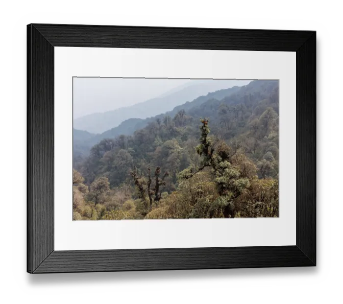Framed Print : Oak (Quercus sp.) forest in the sub-alpine zone, habitat of Red panda (Ailurus fulgens), Singalila National Park, Nepal Framed Print : Oak (Quercus sp.) forest in the sub-alpine zone, habitat of Red panda (Ailurus fulgens), Singalila National Park, Nepal