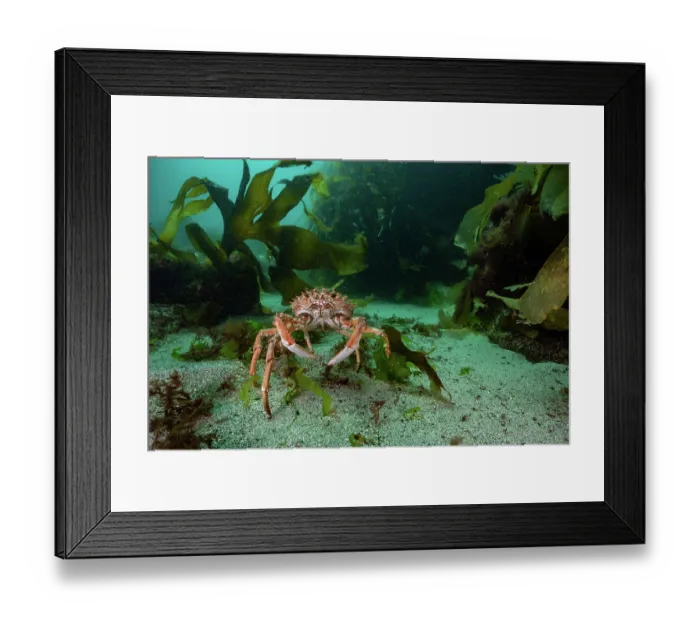 Framed Print : Spiny spider crab (Maja brachydactyla) moving over sandy seabed, Lamorna Cove, West Cornwall, UK, Atlantic Ocean Framed Print : Spiny spider crab (Maja brachydactyla) moving over sandy seabed, Lamorna Cove, West Cornwall, UK, Atlantic Ocean