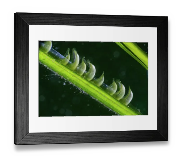 Framed Print : Common eelgrass (Zostera marina) flowers and pollen particles, Helford River, Cornwall, UK Framed Print : Common eelgrass (Zostera marina) flowers and pollen particles, Helford River, Cornwall, UK