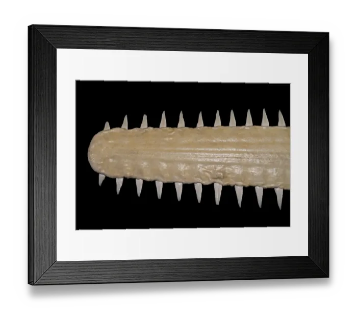 Framed Print : Sawfish (Pristis sp.) close-up of long, narrow, flattened rostrum / nose extension, lined with sharp transverse teeth Framed Print : Sawfish (Pristis sp.) close-up of long, narrow, flattened rostrum / nose extension, lined with sharp transverse teeth