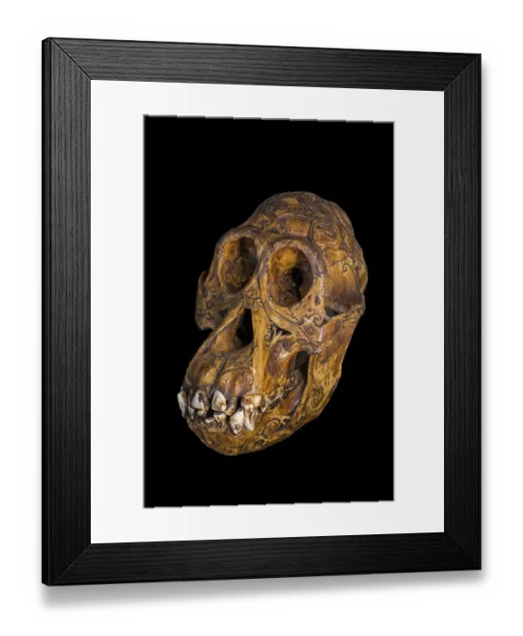 Framed Print : Old antique engraved Bornean orangutan (Pongo pygmaeus) tribal trophy skull carved with incised designs, Dayak  /  Dajak art, native to Borneo. May, 2023