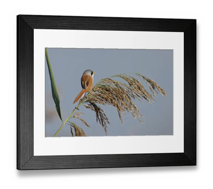 Framed Print : RF - Bearded reedling (Panurus biarmicus) male, perched on a reed, Norfolk, England, UK October. (This image may be licensed either as rights managed or royalty free.) Framed Print : RF - Bearded reedling (Panurus biarmicus) male, perched on a reed, Norfolk, England, UK October. (This image may be licensed either as rights managed or royalty free.)