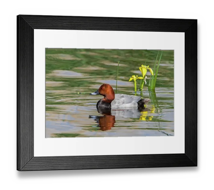 Framed Print : Common pochard (Aythya ferina) male, swimming in pond, La Brenne, Indre, France. May Framed Print : Common pochard (Aythya ferina) male, swimming in pond, La Brenne, Indre, France. May