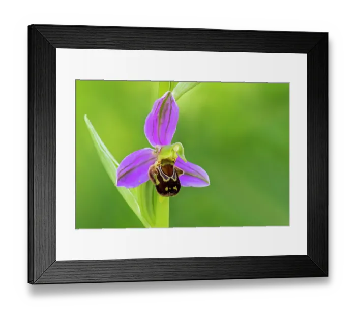 Framed Print : Bee orchid (Ophrys apifera) in flower in spring, La Brenne, Indre, France. May Framed Print : Bee orchid (Ophrys apifera) in flower in spring, La Brenne, Indre, France. May