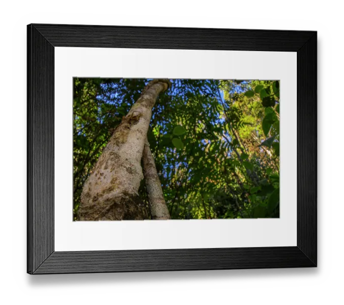 Framed Print : Mossy leaf-tailed gecko (Uroplatus sikorae) camouflaged against tree trunk, Andasibe-Mantadia National Park, Madagascar Framed Print : Mossy leaf-tailed gecko (Uroplatus sikorae) camouflaged against tree trunk, Andasibe-Mantadia National Park, Madagascar