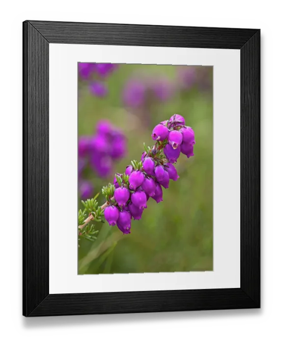 Framed Print : Bell heather (Erica cinerea) in flower, Cornwall, England, UK. August. Focus stacked Framed Print : Bell heather (Erica cinerea) in flower, Cornwall, England, UK. August. Focus stacked