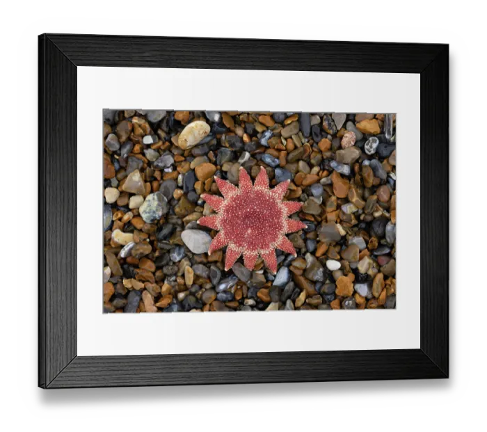 Framed Print : A dead Common sunstar (Crossaster papposus) washed up on beach after a storm, Norfolk, England, UK. October Framed Print : A dead Common sunstar (Crossaster papposus) washed up on beach after a storm, Norfolk, England, UK. October