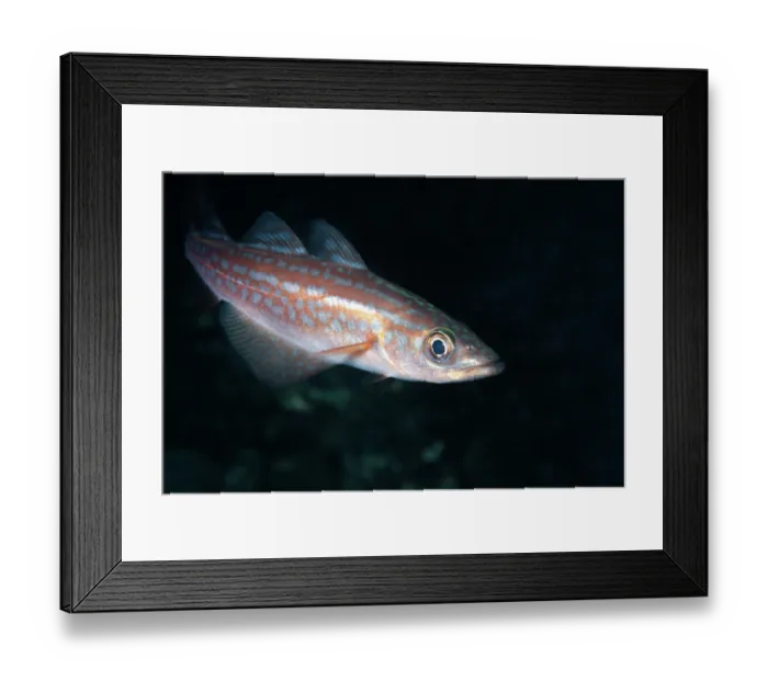 Framed Print : Pollock (Pollachius sp.) juvenile, portrait, Lizard Peninsula, Cornwall, UK, Atlantic Ocean Framed Print : Pollock (Pollachius sp.) juvenile, portrait, Lizard Peninsula, Cornwall, UK, Atlantic Ocean