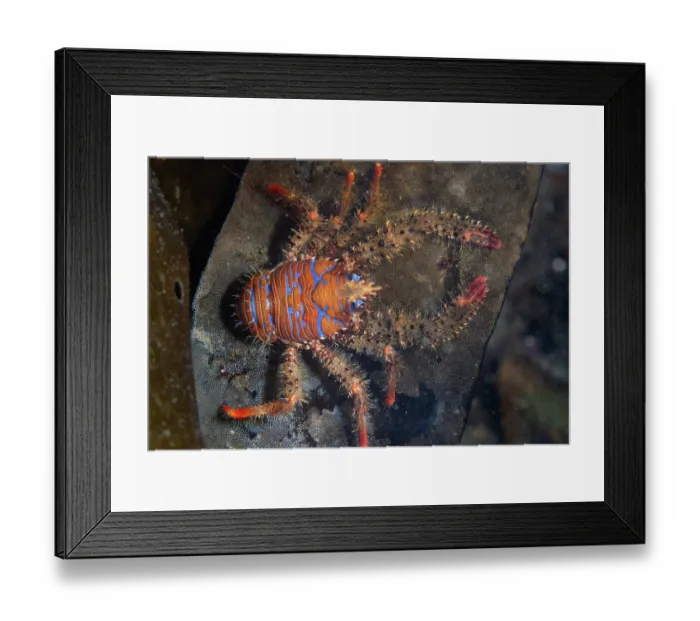Framed Print : Spiney squat lobster (Galathea strigosa) resting at night on Golden kelp (Laminaria ochroleuca) frond covered in Seamat (Membranipora membranacea), Lizard Peninsula, Cornwall, UK Framed Print : Spiney squat lobster (Galathea strigosa) resting at night on Golden kelp (Laminaria ochroleuca) frond covered in Seamat (Membranipora membranacea), Lizard Peninsula, Cornwall, UK