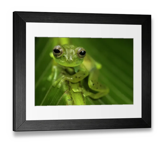 Framed Print : Emerald glass frog (Espadarana prosoblepon) resting on leaf in cloud forest and looking around, Panama Framed Print : Emerald glass frog (Espadarana prosoblepon) resting on leaf in cloud forest and looking around, Panama