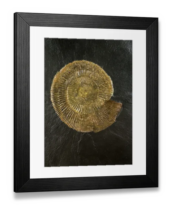 Framed Print : Dactylioceras, widespread genus of ammonites, index fossil from the Lower Jurassic period. May, 2023 Framed Print : Dactylioceras, widespread genus of ammonites, index fossil from the Lower Jurassic period. May, 2023