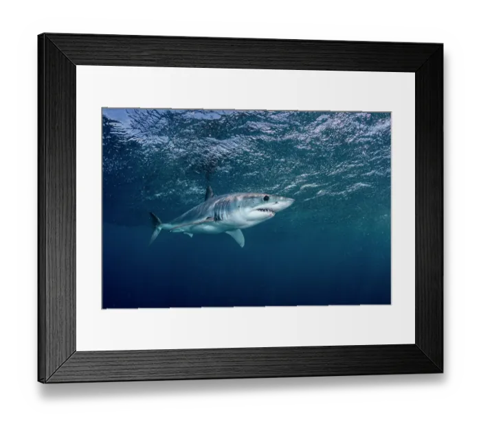 Framed Print : Shortfin mako shark (Isurus oxyrinchus) swimming near the surface in the pelagic waters off Cabo San Lucas, Baja California, Mexico, Pacific Ocean. Endangered