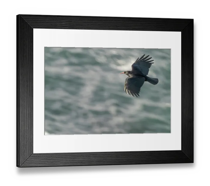Framed Print : Red-billed chough (Pyrrhocorax pyrrhocorax) in flight over the sea along coastline. Cape Cornwall, UK, Atlantic Ocean Framed Print : Red-billed chough (Pyrrhocorax pyrrhocorax) in flight over the sea along coastline. Cape Cornwall, UK, Atlantic Ocean