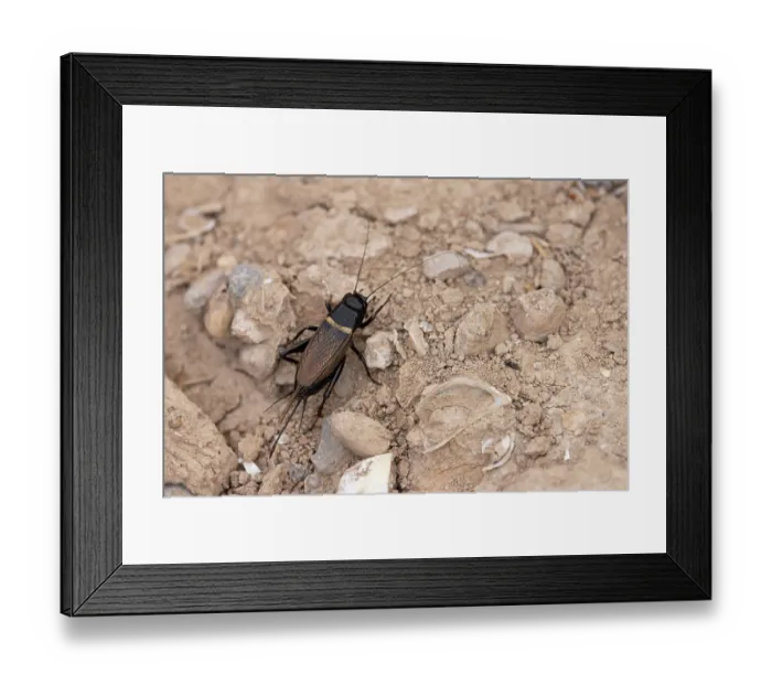 Framed Print : Two-spotted field-cricket (Gryllus bimaculatus) resting on the ground, Pyrenees, Spain. August Framed Print : Two-spotted field-cricket (Gryllus bimaculatus) resting on the ground, Pyrenees, Spain. August
