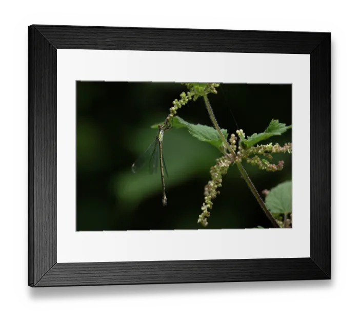 Framed Print : Western willow spreadwing (Lestes viridis) resting on a Nettle, Norfolk, England, UK. September