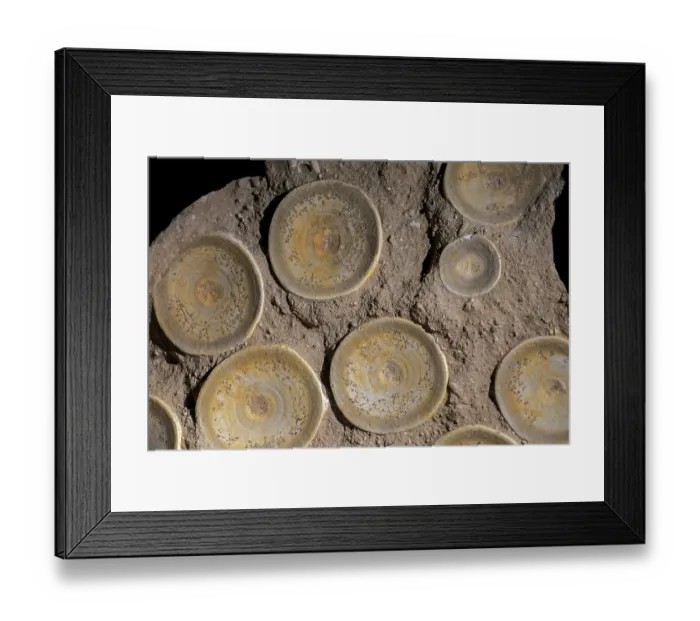 Framed Print : Fossilised vertebrae of Otodus obliquus, extinct cosmopolitan genus of Mackerel shark, Eocene period, Morocco. May, 2023