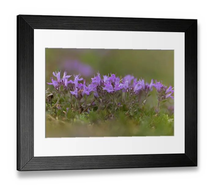 Framed Print : Breckland thyme (Thymus serpyllum) in flower, Norfolk, England, UK. July. Focus stacked Framed Print : Breckland thyme (Thymus serpyllum) in flower, Norfolk, England, UK. July. Focus stacked