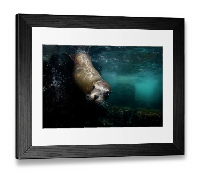 Framed Print : California sea lion (Zalophus californianus) playing underwater, Los Islotes, Baja California Sur, Mexico, Sea of Cortez Framed Print : California sea lion (Zalophus californianus) playing underwater, Los Islotes, Baja California Sur, Mexico, Sea of Cortez
