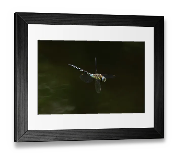Framed Print : Migrant hawker (Aeshna mixta) in flight, Norfolk, England, UK. September Framed Print : Migrant hawker (Aeshna mixta) in flight, Norfolk, England, UK. September