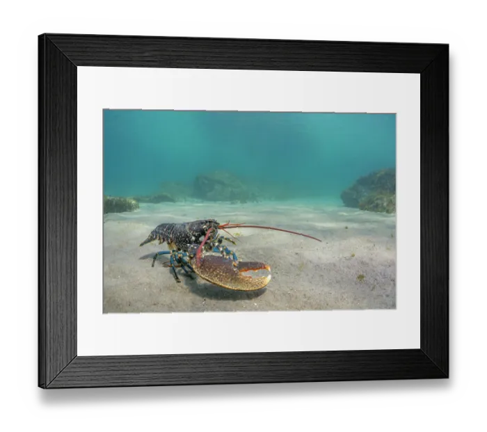 Framed Print : European lobster (Homarus Gammarus) with missing left claw, walking over sandy seabed, Lizard Peninsula, Cornwall, UK, Atlantic Ocean Framed Print : European lobster (Homarus Gammarus) with missing left claw, walking over sandy seabed, Lizard Peninsula, Cornwall, UK, Atlantic Ocean