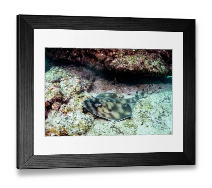 Framed Print : Banded guitarfish (Zapteryx exasperata) resting on seabed, La Ventana, Baja California, Mexico, Sea of Cortez Framed Print : Banded guitarfish (Zapteryx exasperata) resting on seabed, La Ventana, Baja California, Mexico, Sea of Cortez