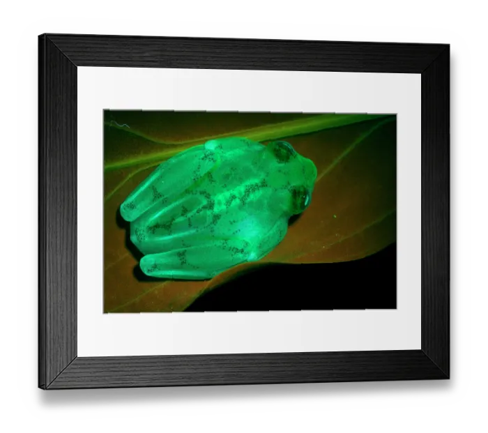 Framed Print : La Palma glass frog (Hyalinobatrachium valerioi) under UV lighting, showing fluorescing skeleton and skin, Captive. Sequence 2 / 2 Framed Print : La Palma glass frog (Hyalinobatrachium valerioi) under UV lighting, showing fluorescing skeleton and skin, Captive. Sequence 2 / 2