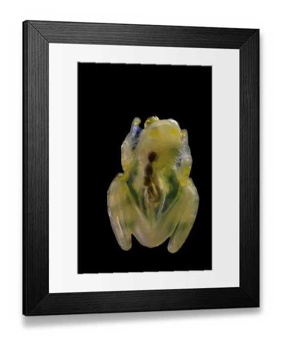 Framed Print : La Palma glass frog (Hyalinobatrachium valerioi)sitting on glass and displaying transparency of underside. Captive Framed Print : La Palma glass frog (Hyalinobatrachium valerioi)sitting on glass and displaying transparency of underside. Captive