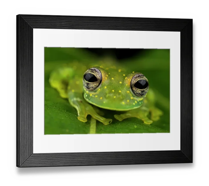 Framed Print : Close-up of Cascade glass frog's (Sachatamia albomaculata) face as it sits on leaf, Panama Framed Print : Close-up of Cascade glass frog's (Sachatamia albomaculata) face as it sits on leaf, Panama