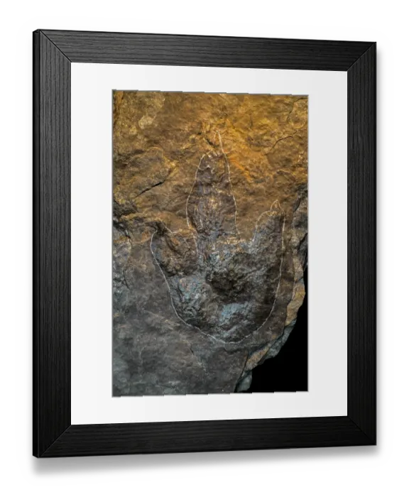 Framed Print : Grallator fossilised foot print, three-toed print made by a bipedal theropod dinosaur, Late Triassic or Early Cretaceous period Framed Print : Grallator fossilised foot print, three-toed print made by a bipedal theropod dinosaur, Late Triassic or Early Cretaceous period