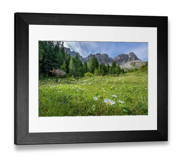 Framed Print : Wildflower meadow on Adolf Munkel hiking trail, with Odle / Geisler mountain group behind, Puez-Odle Nature Park, South Tyrol, Italian Dolomites, Italy. August, 2023 Framed Print : Wildflower meadow on Adolf Munkel hiking trail, with Odle / Geisler mountain group behind, Puez-Odle Nature Park, South Tyrol, Italian Dolomites, Italy. August, 2023