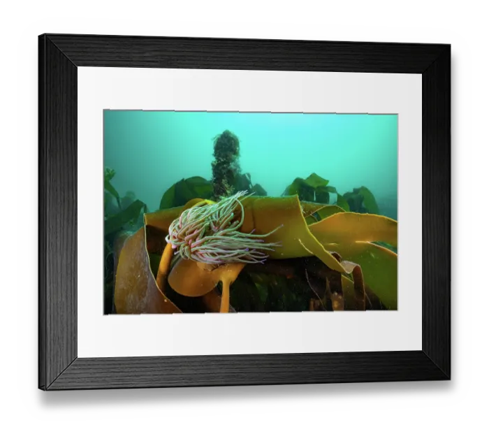 Framed Print : Snakelocks anemone (Anemonia viridis) flowing in the current on frond of Golden kelp (Laminaria ochroleuca). Lamora Cove, West Cornwall, UK, Atlantic Ocean Framed Print : Snakelocks anemone (Anemonia viridis) flowing in the current on frond of Golden kelp (Laminaria ochroleuca). Lamora Cove, West Cornwall, UK, Atlantic Ocean