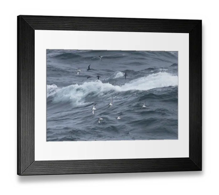 Framed Print : Flock of Manx shearwaters (Puffinus puffinus) in flight over the sea, Cornwall, England, UK. August Framed Print : Flock of Manx shearwaters (Puffinus puffinus) in flight over the sea, Cornwall, England, UK. August