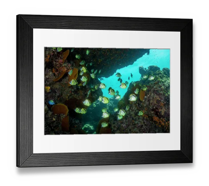 Framed Print : Barberfish (Johnrandallia nigrirostris) school swimming under a rocky ledge, Baja California, Mexico, Sea of Cortez Framed Print : Barberfish (Johnrandallia nigrirostris) school swimming under a rocky ledge, Baja California, Mexico, Sea of Cortez