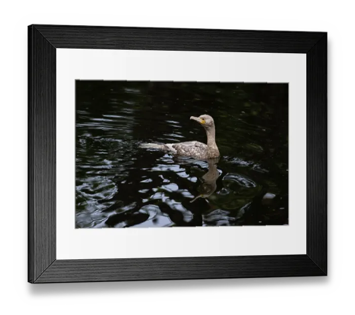 Framed Print : Cormorant (Phalacrocorax carbo) brown or Ino pigmantation, on water, Norwich, Norfolk, England, UK. November Framed Print : Cormorant (Phalacrocorax carbo) brown or Ino pigmantation, on water, Norwich, Norfolk, England, UK. November