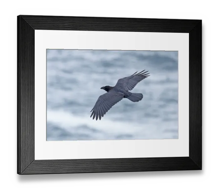 Framed Print : Northern raven (Corvus corax) in flight, Cornwall, England, UK. August Framed Print : Northern raven (Corvus corax) in flight, Cornwall, England, UK. August
