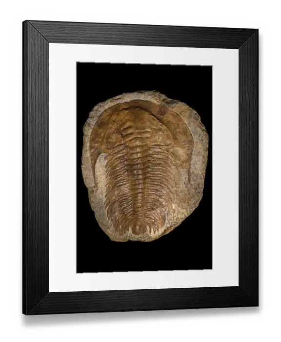 Framed Print : Acadoparadoxides briareus fossil, extinct genus of Redlichiid trilobite belonging to the family Paradoxididae, Middle Cambrian period. May, 2023 Framed Print : Acadoparadoxides briareus fossil, extinct genus of Redlichiid trilobite belonging to the family Paradoxididae, Middle Cambrian period. May, 2023