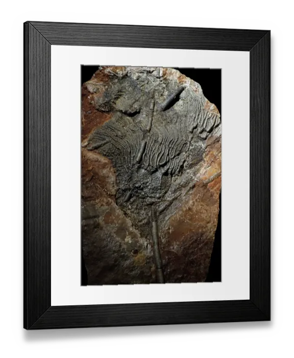 Framed Print : Stalked crinoid fossil, a fossilised Sea lily in rock. May, 2023 Framed Print : Stalked crinoid fossil, a fossilised Sea lily in rock. May, 2023