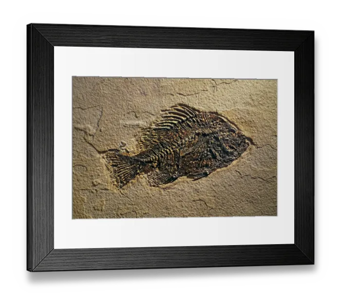 Framed Print : Cockerellites liops / Priscacara liops fossil, extinct temperate bass fish from early Eocene found in the Green River Formation of Wyoming, USA. May, 2023 Framed Print : Cockerellites liops / Priscacara liops fossil, extinct temperate bass fish from early Eocene found in the Green River Formation of Wyoming, USA. May, 2023