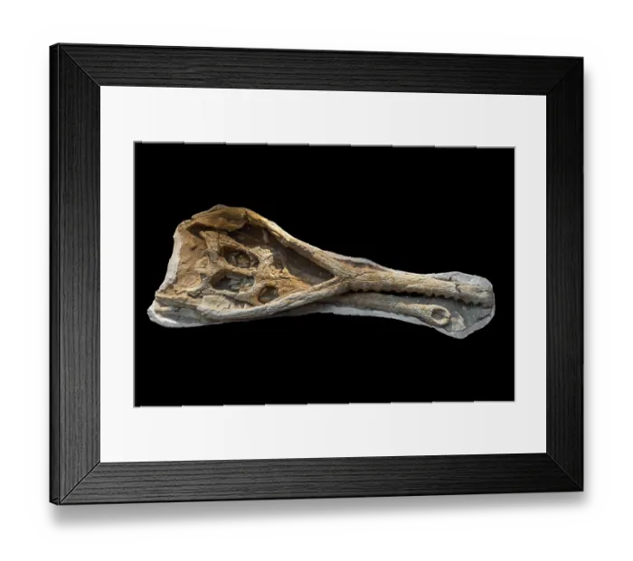 Framed Print : Phosphatosaurus fossil skull, extinct monotypic genus of dyrosaurid crocodylomorph from the Early Eocene, Morocco. May, 2023