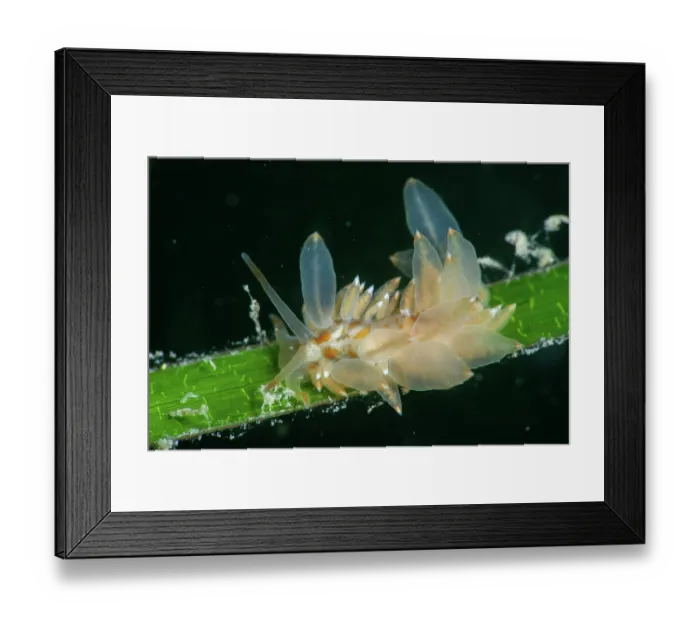 Framed Print : Nudibranch (Amphorina farrani) feeding on a frond of Common eelgrass (Zostera marina), Helford River, Cornwall, UK Framed Print : Nudibranch (Amphorina farrani) feeding on a frond of Common eelgrass (Zostera marina), Helford River, Cornwall, UK