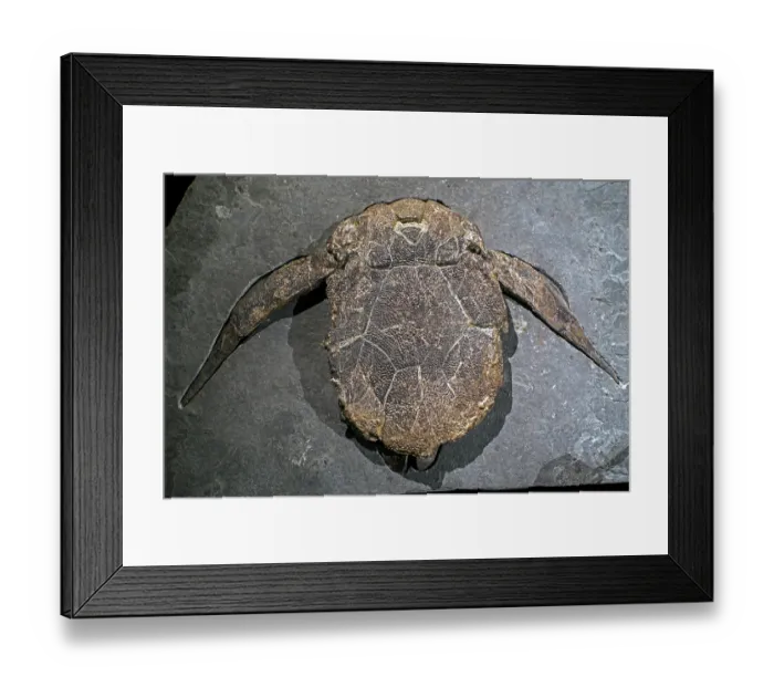Framed Print : Bothriolepis canadensis fossil, antiarch placoderms that lived during the Middle to Late Devonian period of the Paleozoic Era, Canada. May, 2023 Framed Print : Bothriolepis canadensis fossil, antiarch placoderms that lived during the Middle to Late Devonian period of the Paleozoic Era, Canada. May, 2023