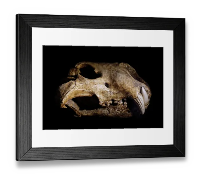Framed Print : Eurasian cave lion (Panthera spelaea) skull fossil from the Late Pleistocene, Europe. May, 2023 Framed Print : Eurasian cave lion (Panthera spelaea) skull fossil from the Late Pleistocene, Europe. May, 2023