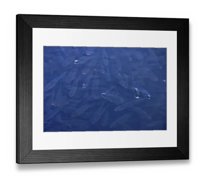 Framed Print : Chub (Squalius cephalus) shoal swimming close to the water surface, Norfolk, England, UK. October Framed Print : Chub (Squalius cephalus) shoal swimming close to the water surface, Norfolk, England, UK. October