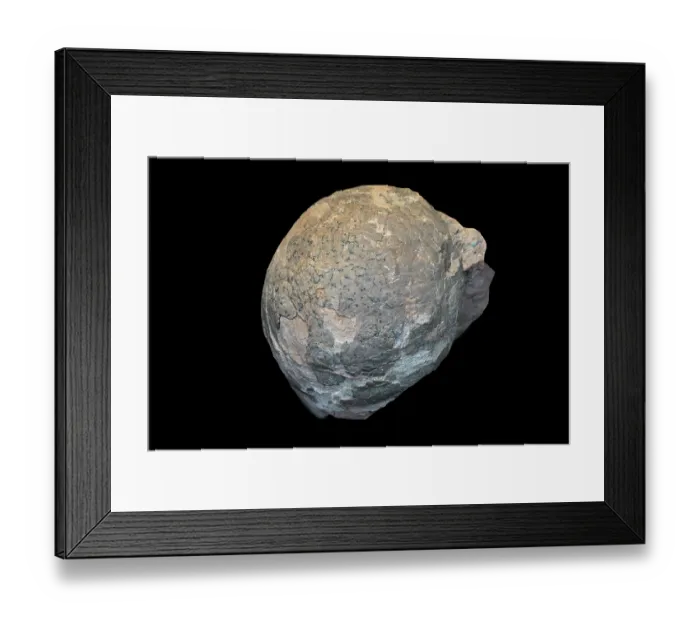 Framed Print : Egg fossil from Hadrosaurus, hadrosaurid ornithopod dinosaur that lived in North America during the Late Cretaceous period Framed Print : Egg fossil from Hadrosaurus, hadrosaurid ornithopod dinosaur that lived in North America during the Late Cretaceous period
