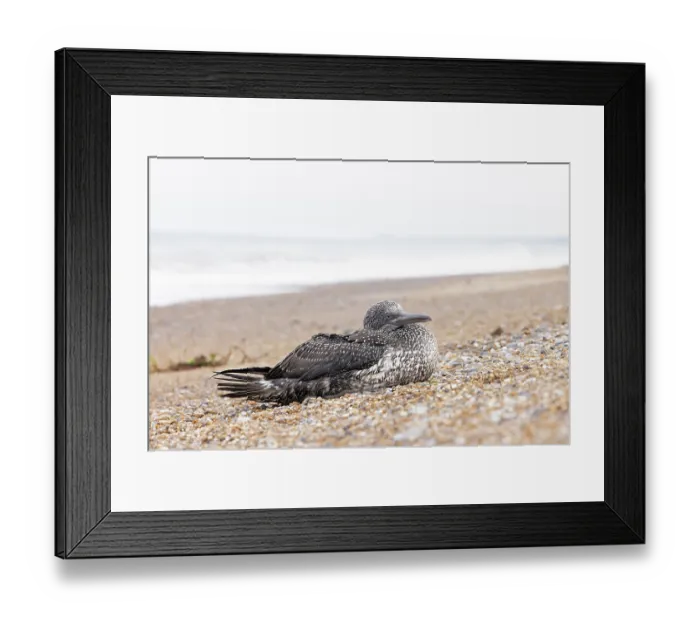 Framed Print : Northern gannet (Morus bassanus) dying on beach, possible suffering from Avian flu, Norfolk, England, UK. October, 2023 Framed Print : Northern gannet (Morus bassanus) dying on beach, possible suffering from Avian flu, Norfolk, England, UK. October, 2023