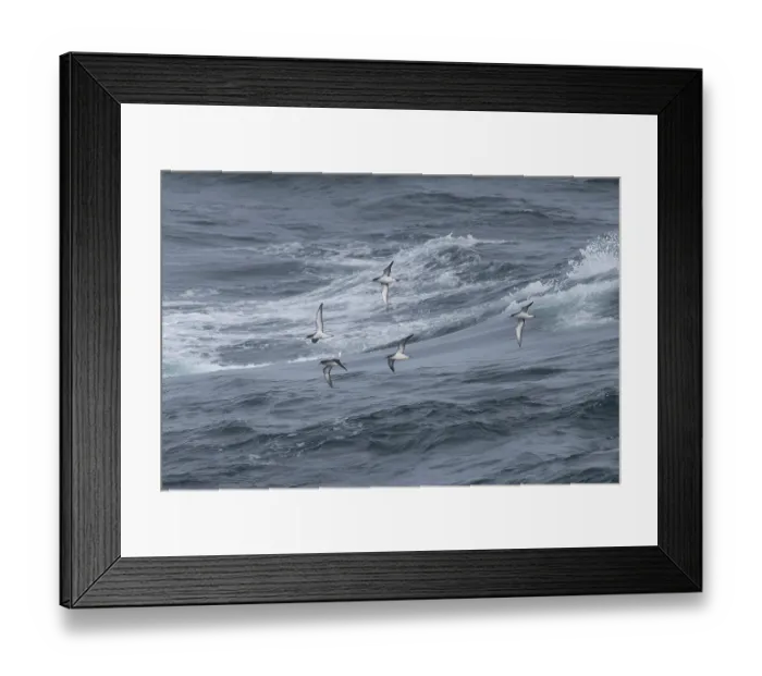 Framed Print : Flock of Manx shearwaters (Puffinus puffinus) in flight over the sea, Cornwall, England, UK. August Framed Print : Flock of Manx shearwaters (Puffinus puffinus) in flight over the sea, Cornwall, England, UK. August