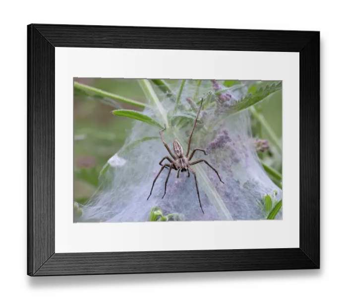 Framed Print : RF - Nursery-web spider (Pisaura mirabilis) on its web, Norfolk, England, UK. June. (This image may be licensed either as rights managed or royalty free.)
